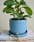 Blue Suede Concrete Planter