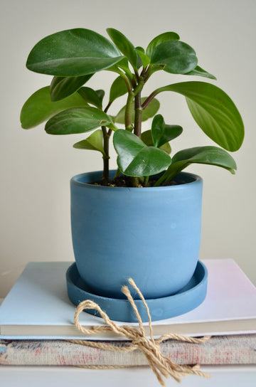 Blue Suede Concrete Planter