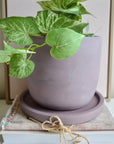 Purple Plum Concrete Planter