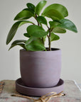 Purple Plum Concrete Planter