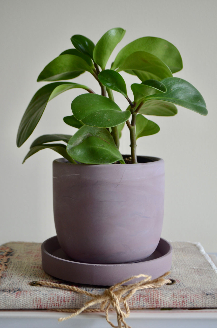 Purple Plum Concrete Planter