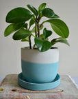 Turquoise Concrete Planter