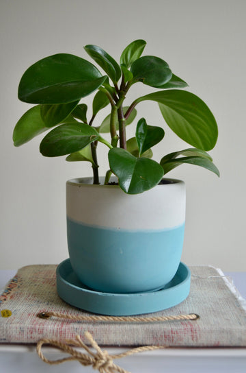 Turquoise Concrete Planter