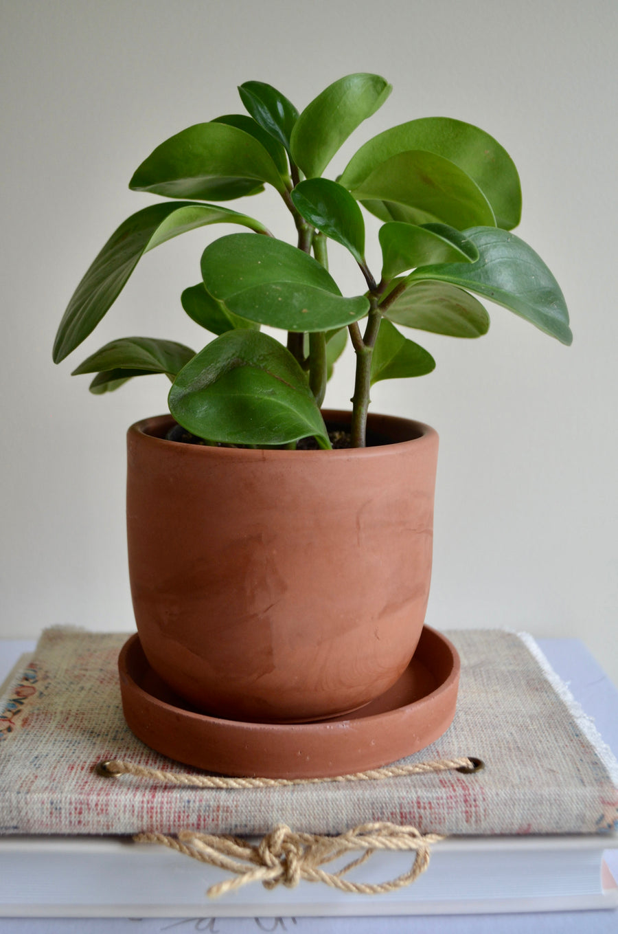 Terracotta Concrete Planter