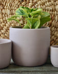 Pink Indoor Plant Pot