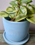 Blue Indoor Flower Pot