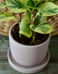 Pink Planter for pots