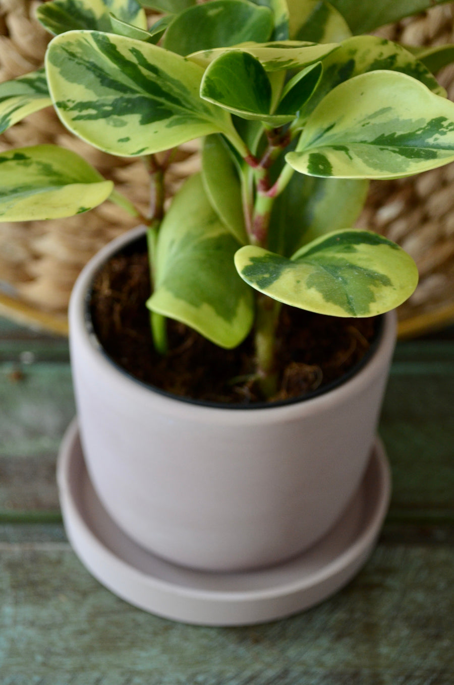 Pink Planter for pots