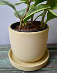 Yellow Concrete Planter