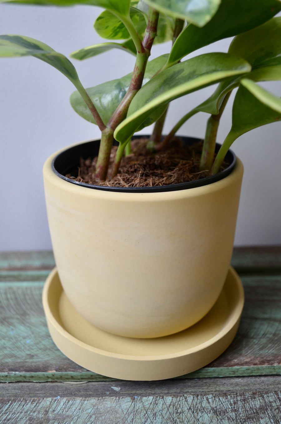 Yellow Concrete Planter