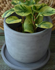 Indoor Gray Flower Pot