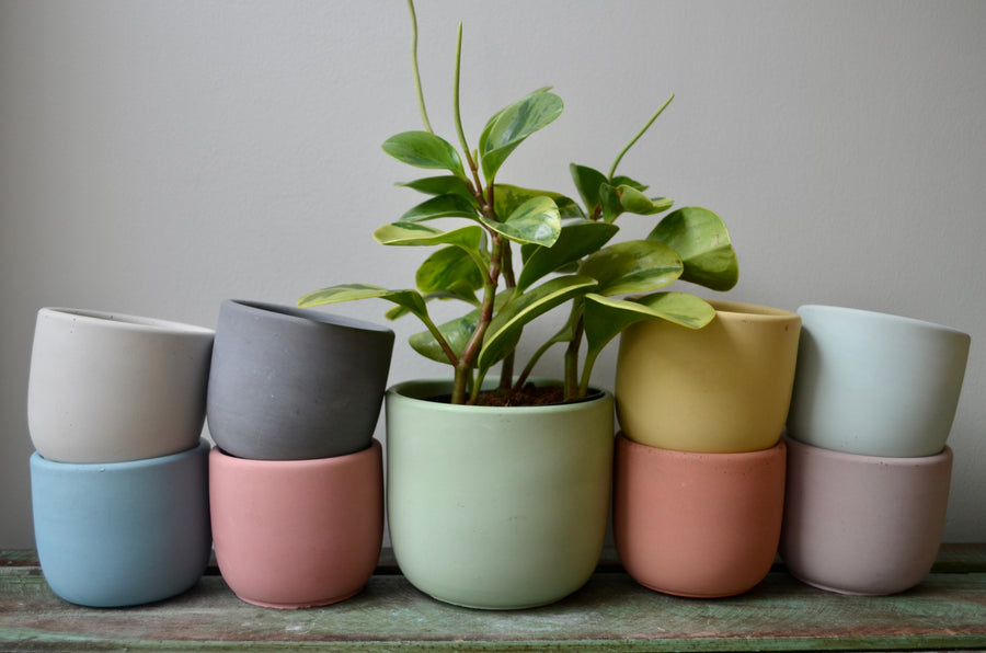 Yellow Concrete Planter