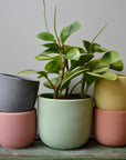 Pink Concrete Planter