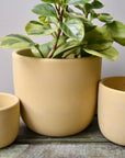 Yellow Concrete Planter