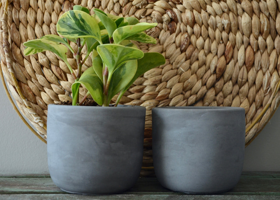 Dark Gray Concrete Planter