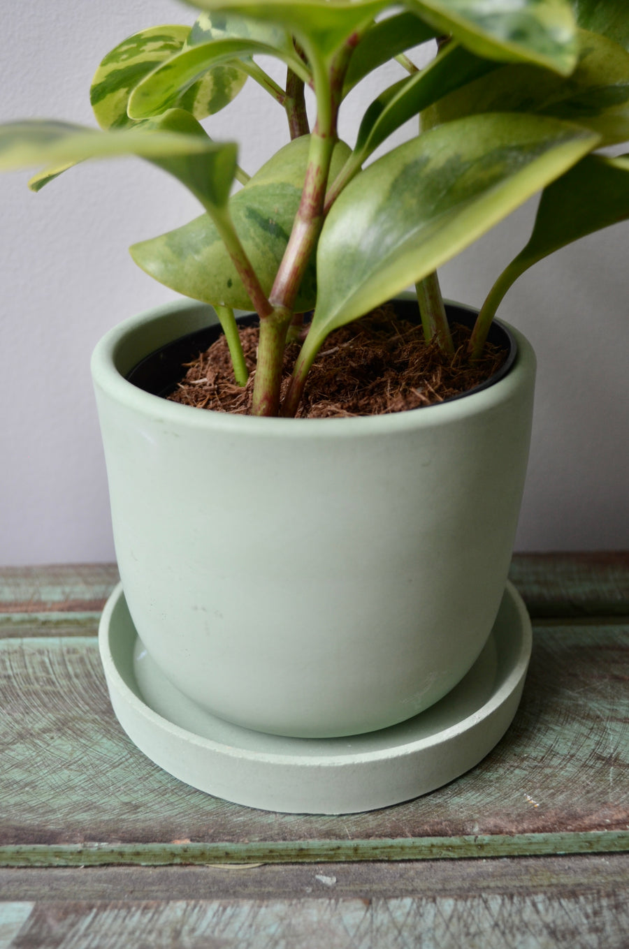 Green Concrete Planter with Drainage