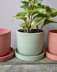 Colored Planter for plants