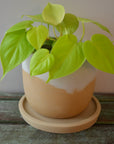 Tan indoor flower pot